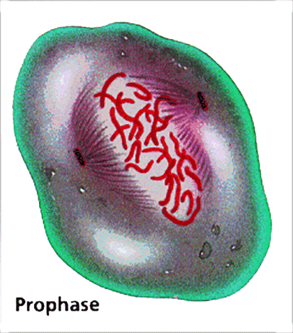 anafaza3.gif