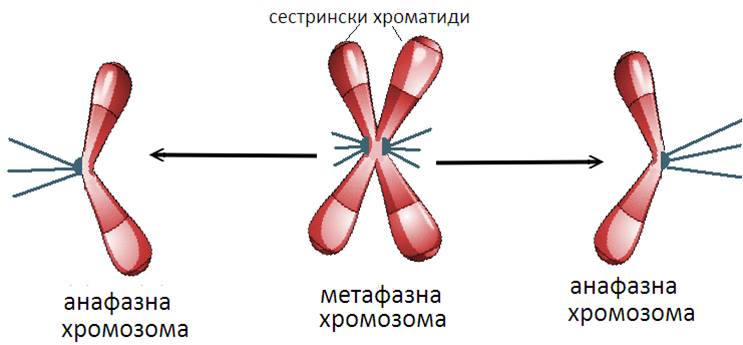 anafazna_hromozoma1.jpg