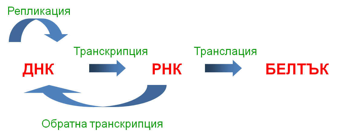 cd1