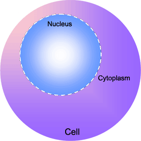 cd3