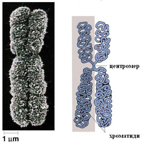 centromer1