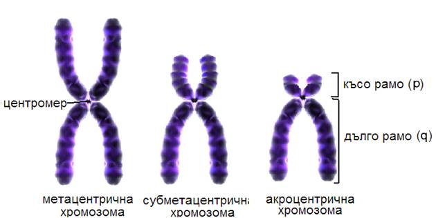 centromer2