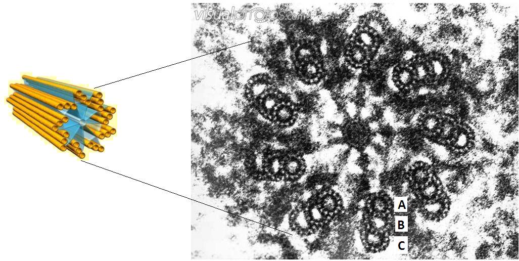cetriola1