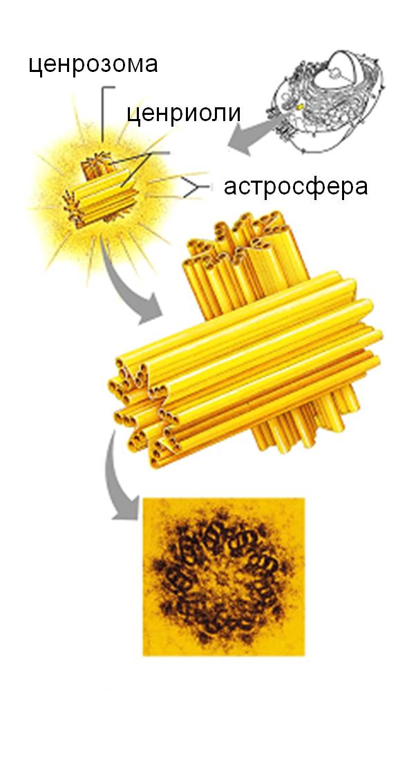 citocentar1
