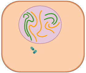 citocentar3