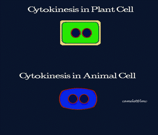 citokineza4