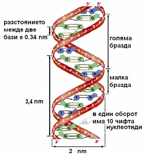 dezoksi_kis2.png