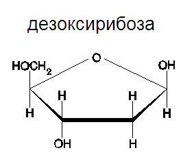 dezoksiriboza1.jpg