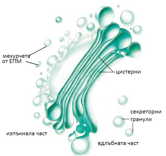 diktiozoma1.jpg