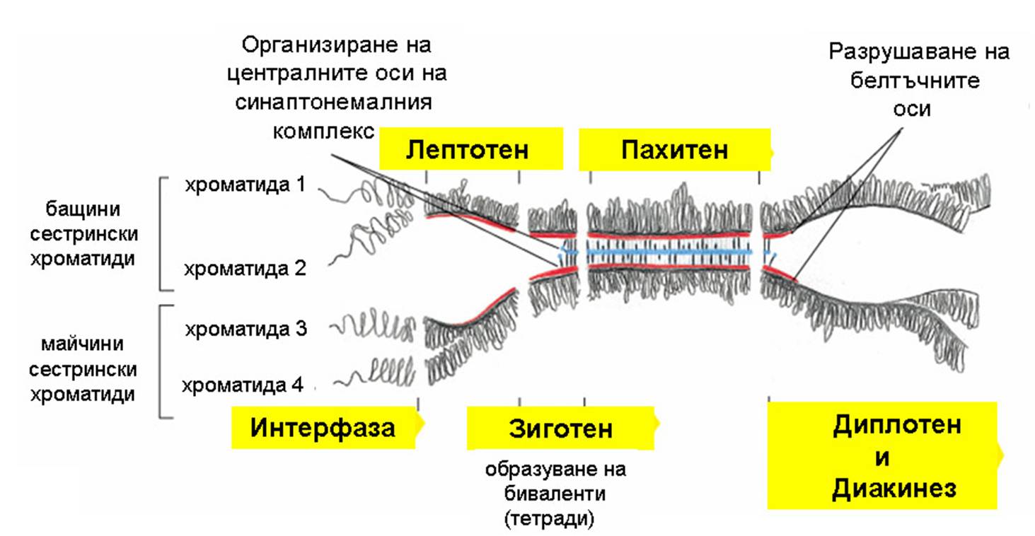 diploten1.jpg