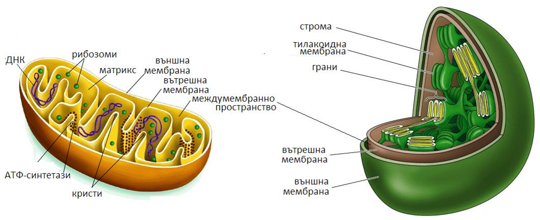 dvumem1.jpg