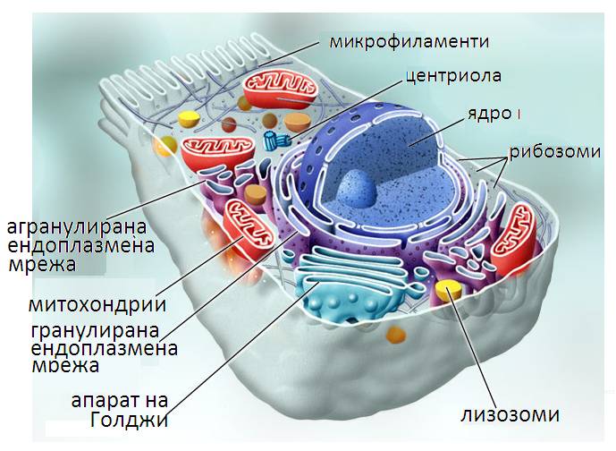 ednomem organeli1