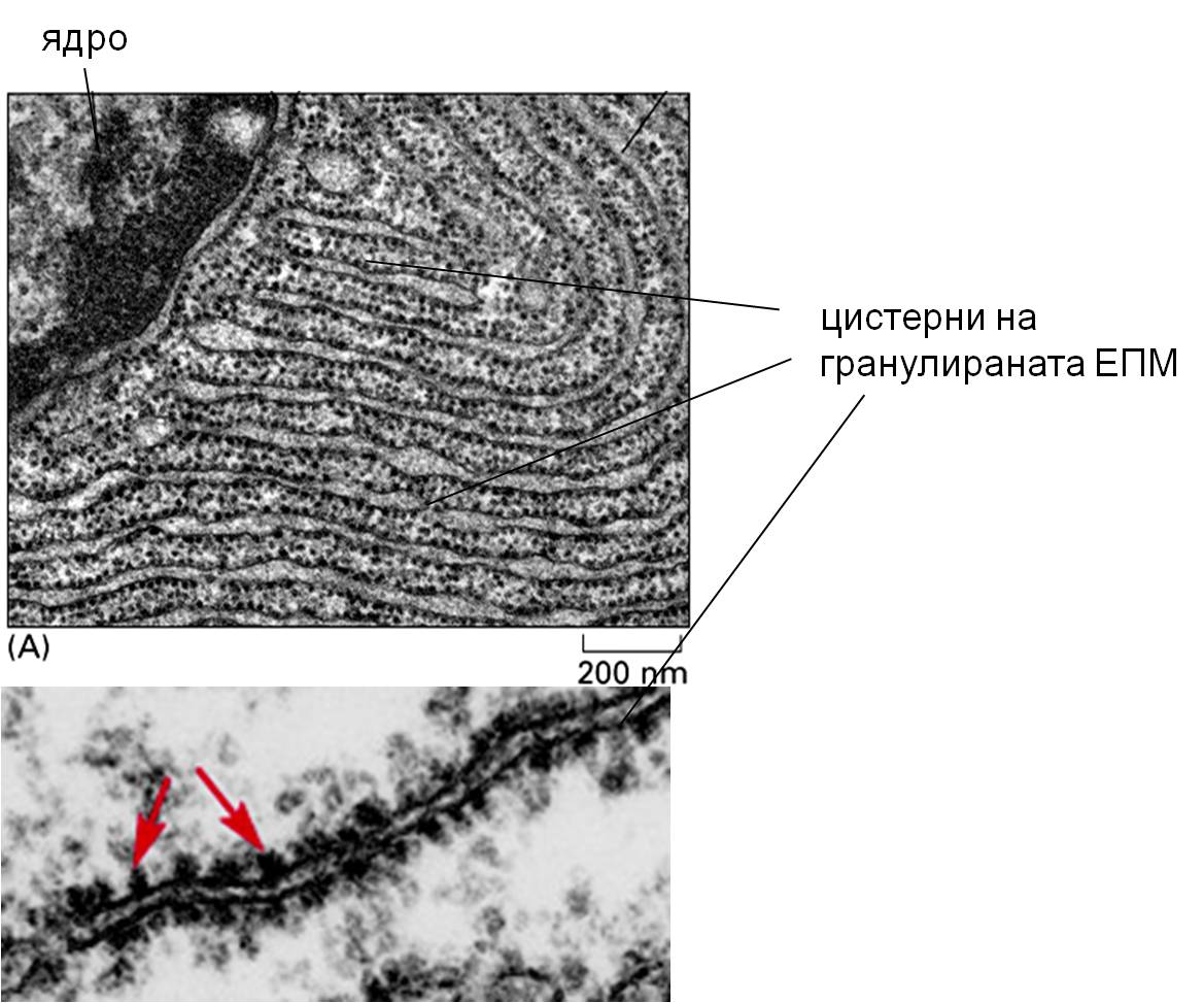 endoplazm1