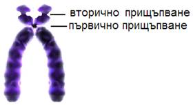 hromozoma3