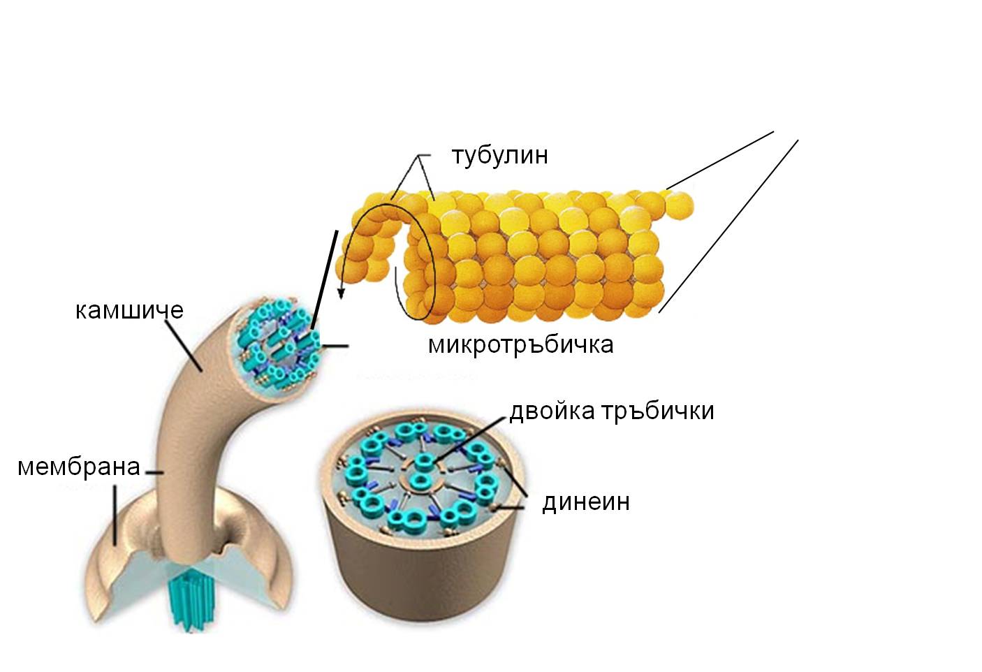 kam1