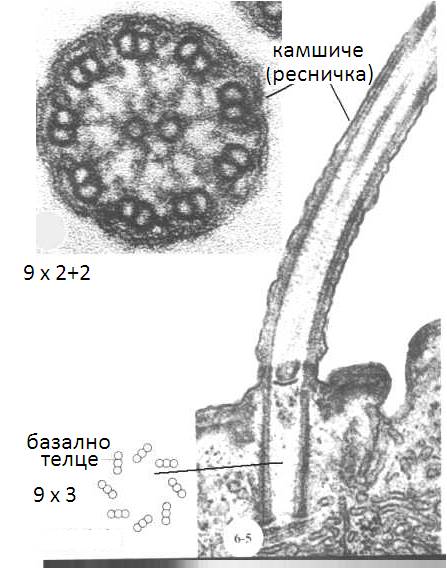 kam2