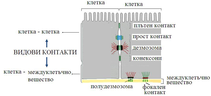 kkont1