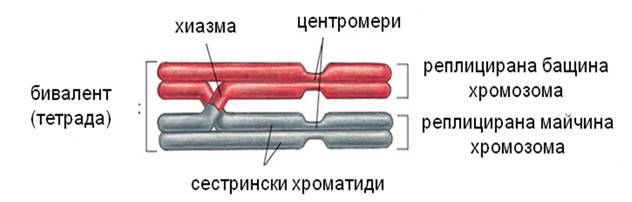 krosingovar1