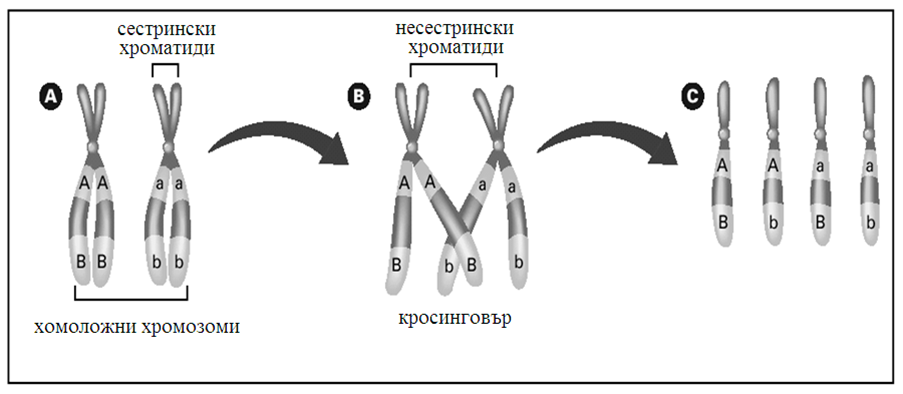krosingovar2