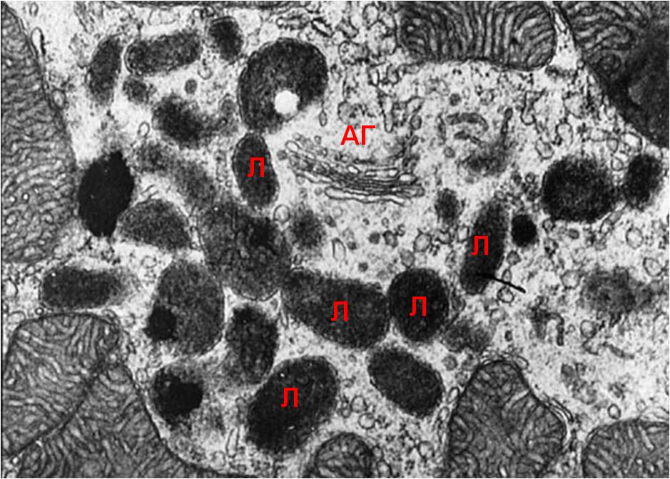 lizozom2