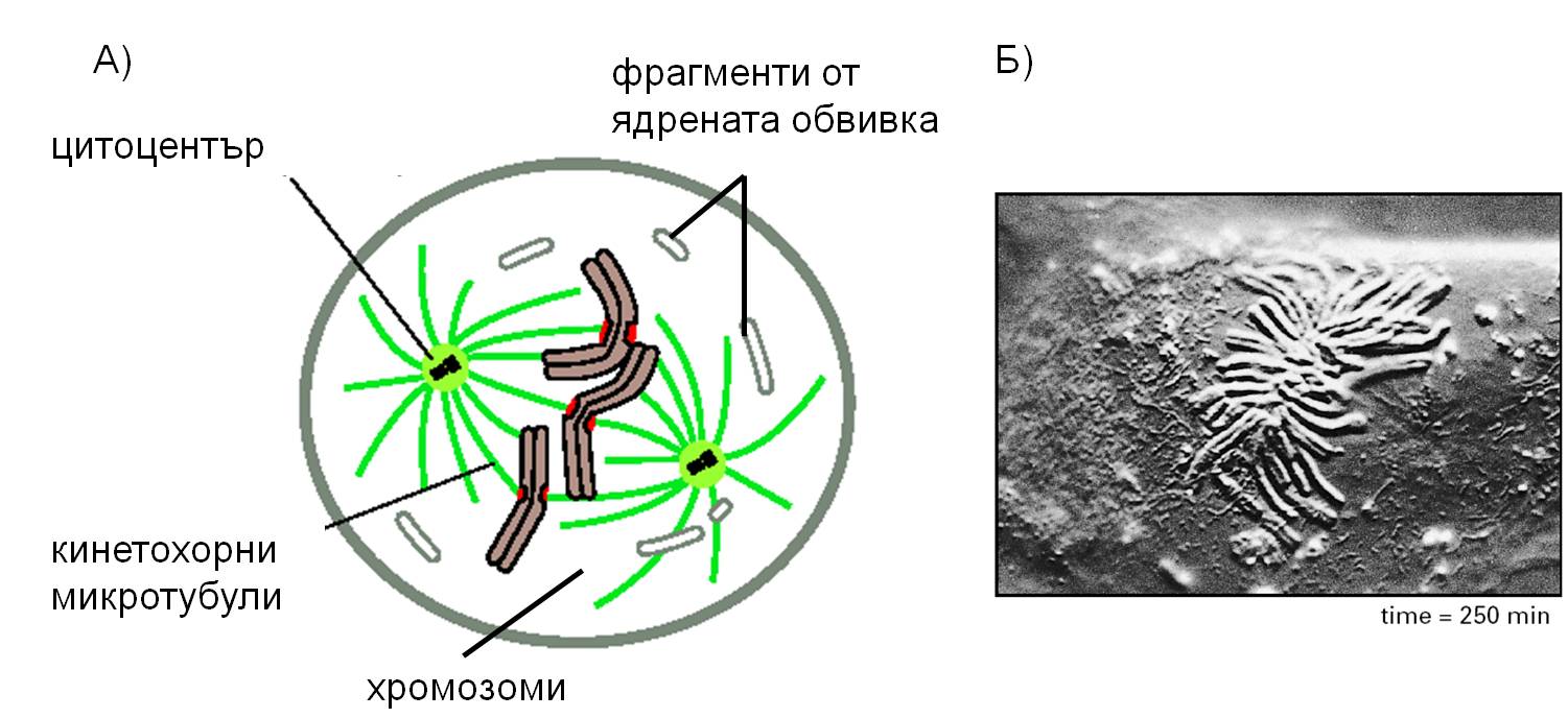 metafaza1