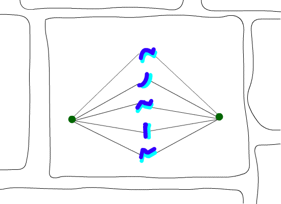 metafaza3