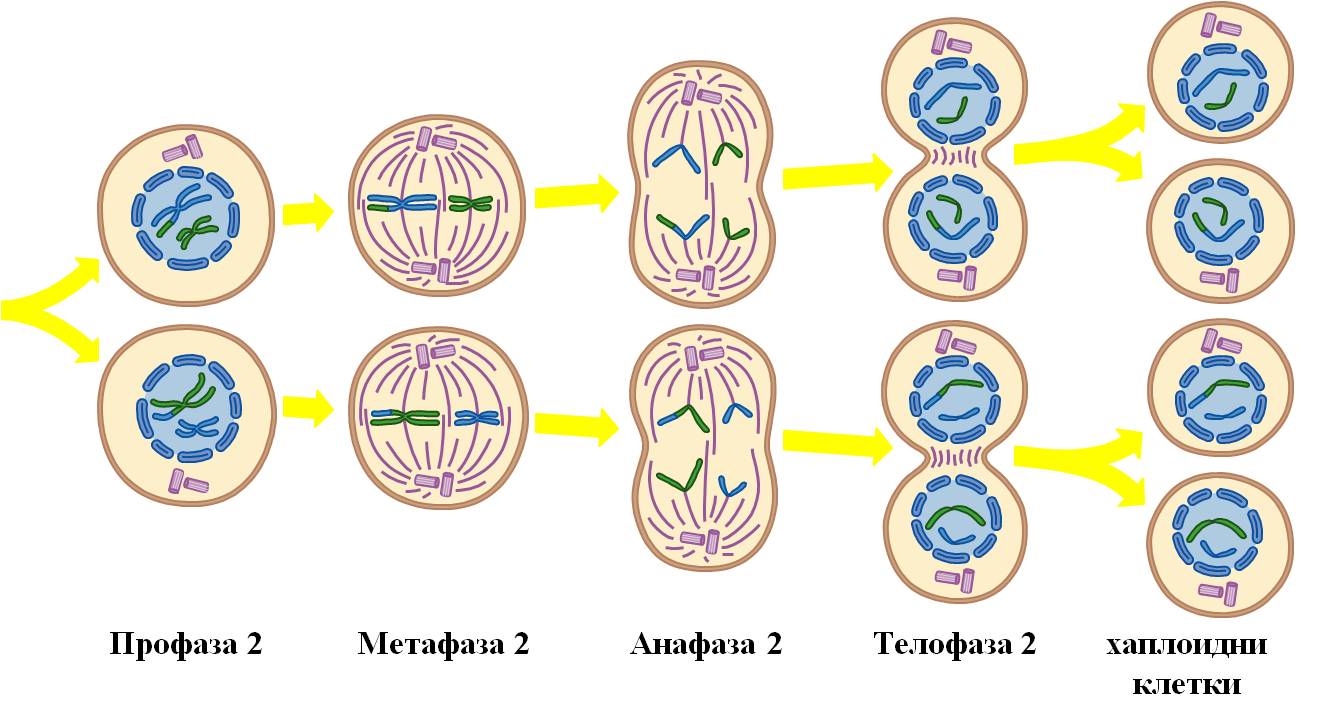 meyoza1