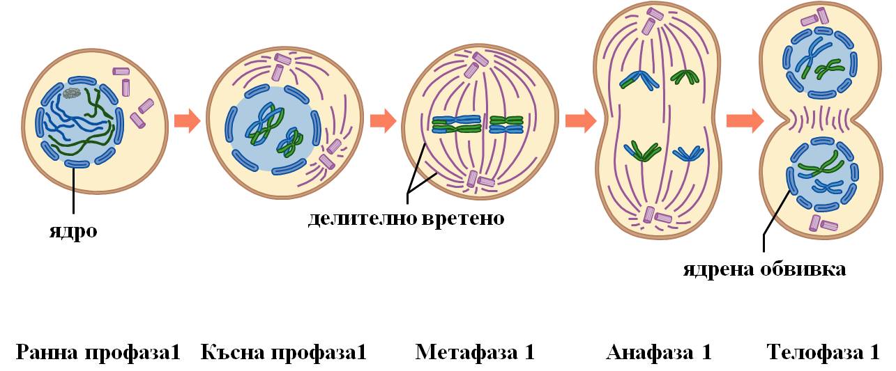 meyoza2