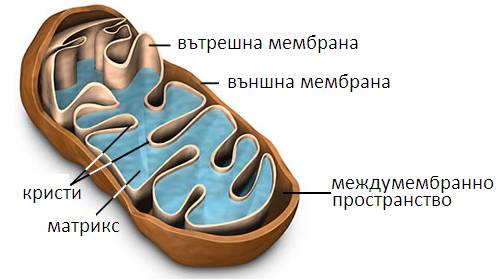 mitoh1