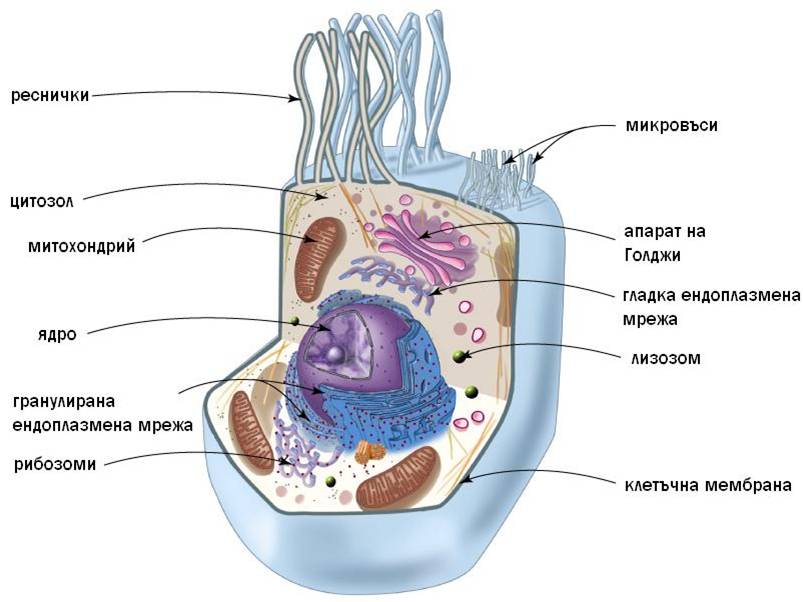 organeli1