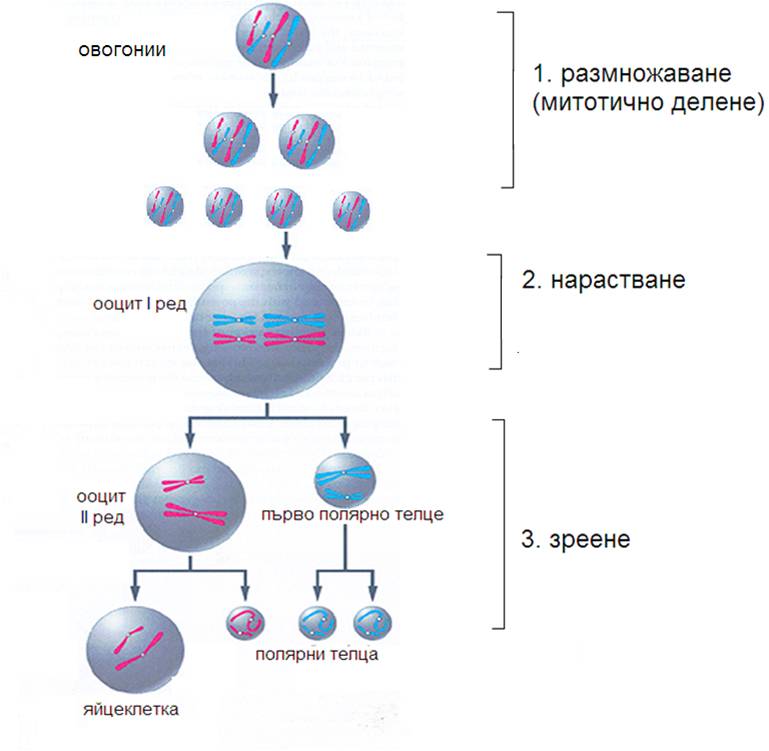 ovogeneza1