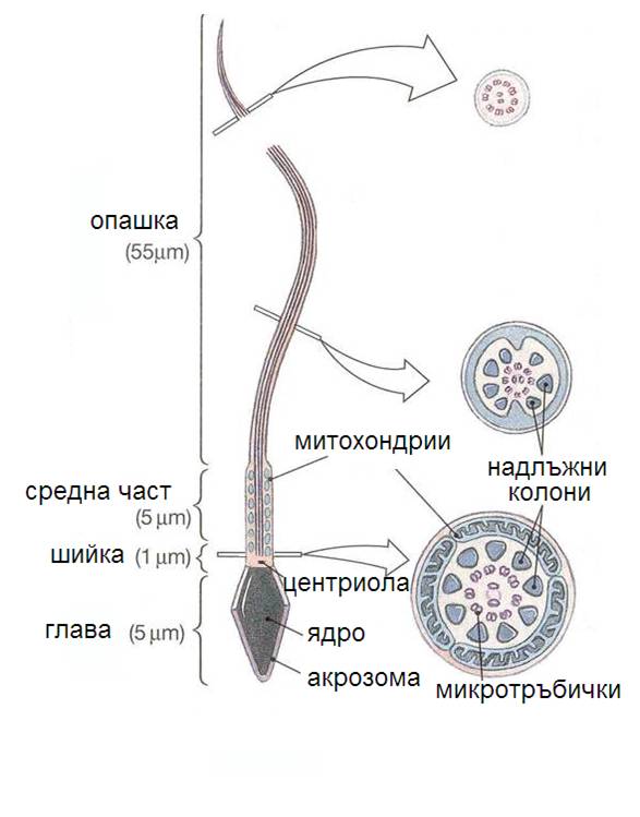 spermatozoidi1