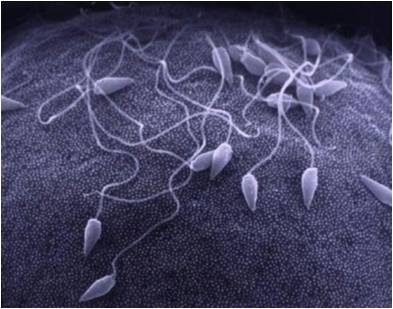 spermatozoidi2