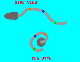 spermatozoidi6